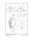 Icones Orchidacearum, Fascicle 14