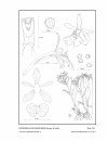 Icones Orchidacearum, Fascicle 15(1)