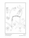Icones Orchidacearum, Fascicle 15(2)