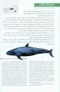 Field Guide to the Mammals of the Middle East [English / Arabic]