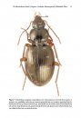 ZooKeys 544: The Mecyclothorax Beetles (Coleoptera, Carabidae, Moriomorphini) of Haleakalā, Maui