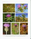Las Especies del Género Centaurea en la Península Ibérica y Baleares [Species of the Genus Centaurea in the Iberian Peninsula and the Balearic Islands]