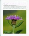 Las Especies del Género Centaurea en la Península Ibérica y Baleares [Species of the Genus Centaurea in the Iberian Peninsula and the Balearic Islands]