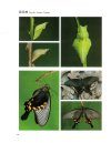 The Life Histories of Jiangxi Butterflies, Volume 1 [English / Chinese]