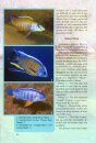 Back to Nature Guide to Malawi Cichlids