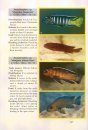 Back to Nature Guide to Malawi Cichlids