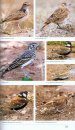 Guide to Birds of the Kruger National Park