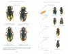 A Guide to Australian Tiger Beetles