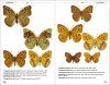 Butterflies of Europe and Neighbouring Regions