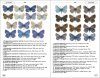Butterflies of Europe and Neighbouring Regions