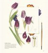 Billy Showell's Botanical Painting in Watercolour