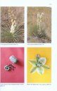 Yucca: Vorkommen, Bestimmen und Pflegen aller Arten aus Nordamerika [Yuccas: Occurrence, Identification and Care of all Species from North America]