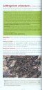 Guide des Lichens de France: Lichens des Roches [Guide to Lichens of France: Lichens on Rocks]