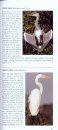 Pocket Photo Guide to the Birds of Ecuador and Galapagos