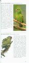 Pocket Photo Guide to the Birds of Ecuador and Galapagos