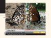 Butterflies of Bonai, Odisha