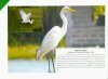 Birds of Andaman and Nicobar Islands