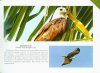 Birds of Andaman and Nicobar Islands