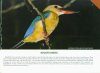 Birds of Andaman and Nicobar Islands