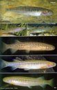 Victoria's Galaxiid Fishes