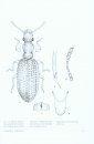 Fauna Ibérica, Volume 42: Coleoptera: Latridiidae