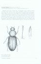 Fauna Ibérica, Volume 42: Coleoptera: Latridiidae