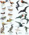 Galapagos Islands Bird Guide [Multilingual]