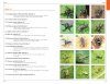 A Field Guide to Insects & Spiders of Kanha Tiger Reserve