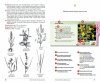 Guide de la Flore des Alpes Françaises [Guide to the Flora of the French Alps]