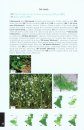 Field Guide to the Wild Plants of Benelux