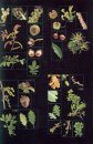 Field Guide to the Wild Plants of Benelux