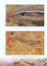 Skinks of Eastern and North-Eastern India