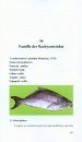 Espèces de Poissons Osseux Marins et d’Eaux Saumâtres du Sénégal et de l’Afrique de l’Ouest [Bony Fish Species from Marine and Brackish Waters of Senegal and West Africa]