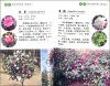 Identification Manual of Ornamental Trees (South China) [Chinese]