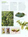Dictionnaire Visuel des Plantes de la Garrigue et du Midi [Visual Dictionary of Plants of the Garrigue and the South]