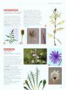 Dictionnaire Visuel des Plantes de la Garrigue et du Midi [Visual Dictionary of Plants of the Garrigue and the South]
