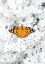 Painted Lady: Set of Ten Butterfly Conservation Greetings Cards