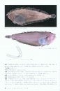 Flatfishes of Japan (Citharidae, Paralichthyidae, Bothidae, Pleuronectidae, Poecilopsettidae, Samaridae) [Japanese]