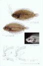 Flatfishes of Japan (Citharidae, Paralichthyidae, Bothidae, Pleuronectidae, Poecilopsettidae, Samaridae) [Japanese]