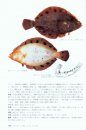Flatfishes of Japan (Citharidae, Paralichthyidae, Bothidae, Pleuronectidae, Poecilopsettidae, Samaridae) [Japanese]