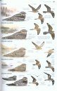 Guida degli Uccelli d'Europa, Nord Africa e Vicino Oriente [Collins Bird Guide: The Most Complete Guide to the Birds of Europe, North Africa and the Middle East]