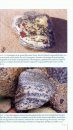 Steine an Deutschen Küsten: Finden und Bestimmen [Rocks on Germany's Coasts: Finding and Identifying]