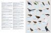 HBW and Birdlife International Illustrated Checklist of the Birds of the World (2-Volume Set)
