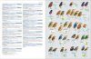 HBW and Birdlife International Illustrated Checklist of the Birds of the World (2-Volume Set)