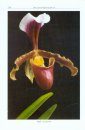The Genus Paphiopedilum