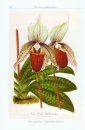 The Genus Paphiopedilum
