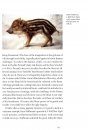 Wild Boar
