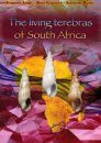 The Living Terebras of South Africa