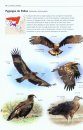 Tous les Oiseaux Rares d'Europe [All the Rare Birds of Europe]