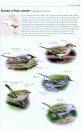 Tous les Oiseaux Rares d'Europe [All the Rare Birds of Europe]